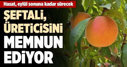 ŞEFTALİ, ÜRETİCİSİNİ MEMNUN EDİYOR