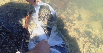 SİMAV'DA 10 GÖLETE 30 BİN YAVRU SAZAN BALIĞI BIRAKILDI