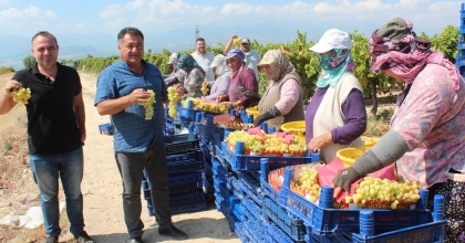 SULTANİ ÜZÜMDE İLK İHRACAT TIRLARI YOLA ÇIKTI