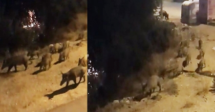 TATİL CENNETİNDE DOMUZLARIN RAHATLIĞI