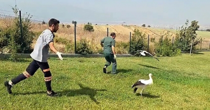 TEDAVİLERİ TAMAMLANAN LEYLEKLER,  ÖZGÜRLÜĞE KANAT ÇIRPTI