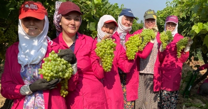 YAŞ ÜZÜMDE İHRACAT HEDEFİ 200 MİLYON DOLARIN ÜZERİNDE
