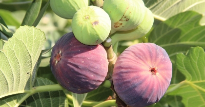 YEDİVEREN İNCİRİ ALTIN YILINI YAŞIYOR   