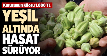 YEŞİL ALTINDA HASAT SÜRÜYOR   