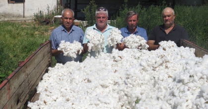 AYDIN'DA İLK PAMUK HASADI SÖKE'NİN DOĞANBEY MAHALLESİ'NDE YAPILDI