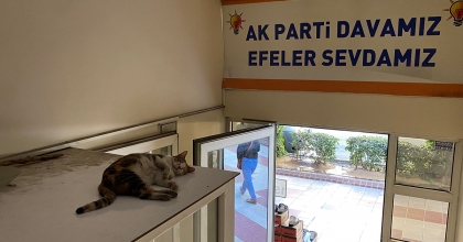  SEVİMLİ KEDİ SICAK HAVADAN PARTİ BİNASINA SIĞINARAK KORUNMAYA ÇALIŞTI