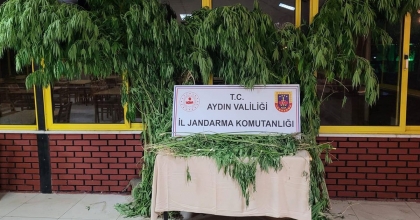 KÖŞK'TE UYUŞTURUCU OPERASYONU