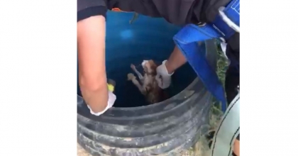 UŞAK’TA KUYUYA DÜŞEN KEDİYİ İTFAİYE EKİPLERİ KURTARDI