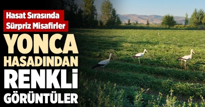 YONCA HASADINDAN RENKLİ GÖRÜNTÜLER