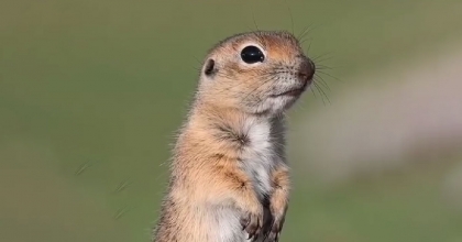 YER SİNCABININ SEVİMLİ HAREKETLERİ