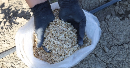 4 FUTBOL SAHASI BÜYÜKLÜĞÜNDEKİ ARAZİDE ŞEVKETİBOSTAN ÜRETİLİYOR