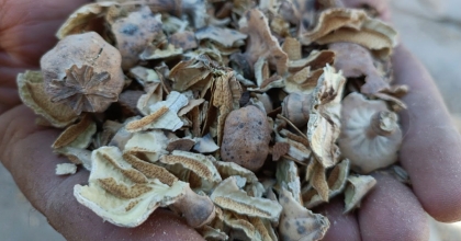 AFYONKARAHİSAR’IN SİMGESİ ‘HAŞHAŞ’TA KAPSÜL ALIMI BAŞLADI