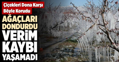 AĞAÇLARI DONDURDU VERİM KAYBI YAŞAMADI