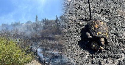 ALEVLERE KARŞI YAVRUSUNA SİPER OLDU