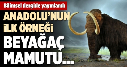ANADOLU’NUN İLK ÖRNEĞİ BEYAĞAÇ MAMUTU…