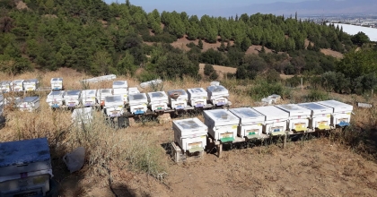 ARI KUŞLARI 25 KOVANI TELEF ETTİ