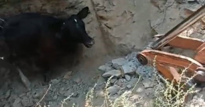 5 METRELİK KUYUYA DÜŞEN İNEK, KEPÇEYLE KURTARILDI