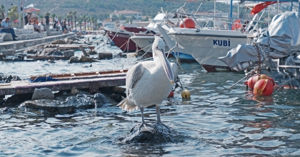 PELİKAN 'TOSUN' BU YAZ FOÇA'YI TERCİH ETTİ