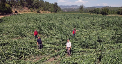 DOLU YAĞIŞI ÜRÜNLERİ VURDU