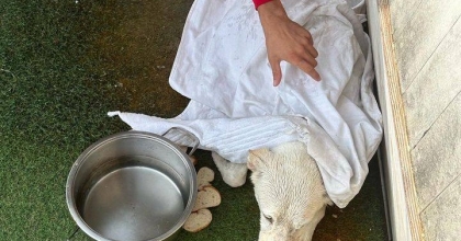 MAHSUR KALAN KÖPEĞİ ÇALIŞANLAR KURTARDI