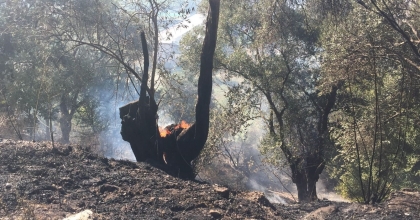 ZEYTİNLİK YANGINI KORKUTTU