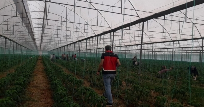 AKDENİZ MEYVE SİNEĞİYLE MÜCADELE BAŞLATILDI