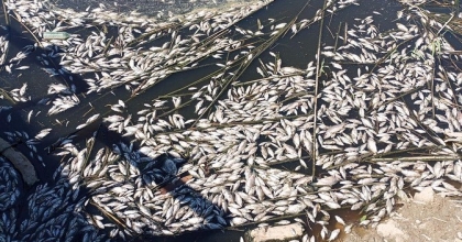 BÜYÜK MENDERES NEHRİ’NDE YİNE BALIKLAR ÖLDÜ