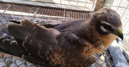 GÜVERTEYE DÜŞEN ALA DOĞAN TEDAVİ EDİLİYOR