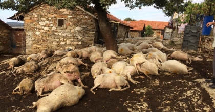 YILDIRIM DÜŞEN AĞACIN ALTINDAKİ 48 KÜÇÜKBAŞ TELEF OLDU