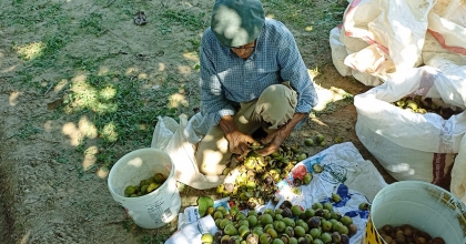 AYDIN'DA CEVİZ HASADI BAŞLADI
