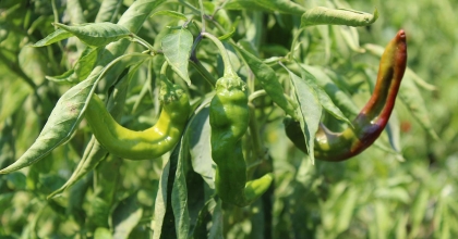 BİBER, BU YIL ALTIN YILINI YAŞIYOR