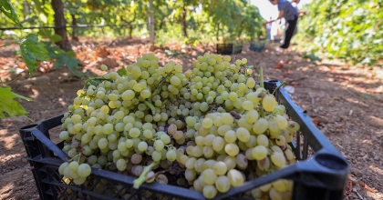 BUCA BAĞLARINDA HASAT BAŞLADI