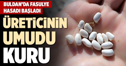 BULDAN’DA FASULYE HASADI BAŞLADI