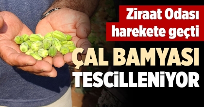 ÇAL BAMYASI TESCİLLENİYOR