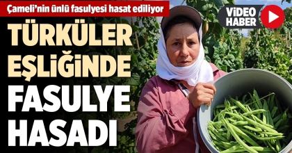 ÇAMELİ'NİN ÜNLÜ FASULYESİ HASAT EDİLİYOR