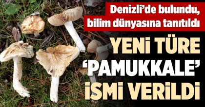 DENİZLİ’DE YENİ MANTAR TÜRÜ BULUNDU