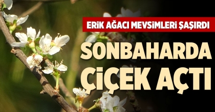 DENİZLİ'DE ERİK AĞACI SONBAHARDA ÇİÇEK AÇTI