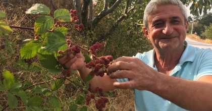 DOĞAL BÖĞÜRTLENDE HASAT ZAMANI