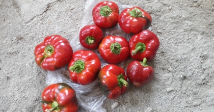 DOMATES GÖRÜNÜMLÜ BİBERLER İLGİ ODAĞI OLDU