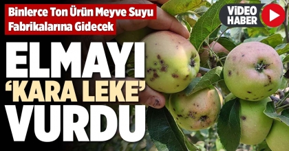 ELMAYI ‘KARA LEKE’ VURDU