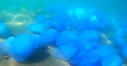 FOÇA’DA DENİZANASI İSTİLASI SÜRÜYOR