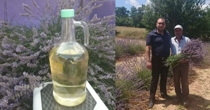 HASAT SONRASI 2 TON 900 KİLOGRAM LAVANTA YAĞI ELDE EDİLDİ