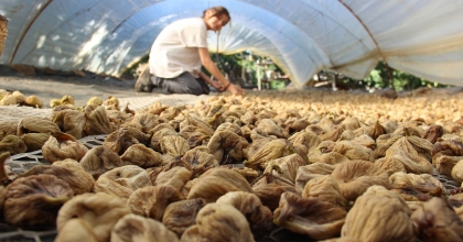 İNCİR ÜRETİCİSİNİN ÜMİDİ YORGUNLUĞUNU DİNDİRİYOR