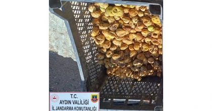 JANDARMA İNCİR HIRSIZLARINA GÖZ AÇTIRMIYOR