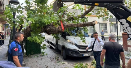 KAMYONETİN ÇARPTIĞI TARİHİ ÇINAR AĞACI DEVRİLDİ