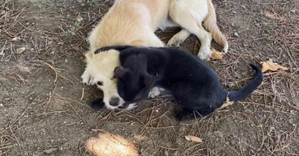 KEDİ VE KÖPEĞİN ÖRNEK DOSTLUĞU