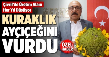 KURAKLIK AYÇİÇEĞİNİ VURDU