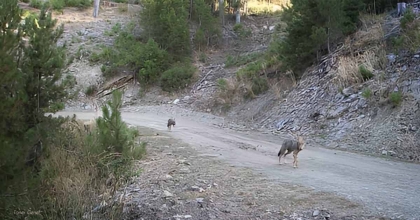 MUĞLA'DA YABAN HAYATI FOTO KAPANLARLA GÖRÜNTÜLENDİ  