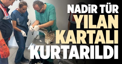 NADİR TÜR YILAN KARTALI KURTARILDI