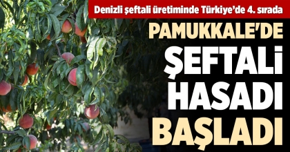 PAMUKKALE'DE ŞEFTALİ HASADI BAŞLADI